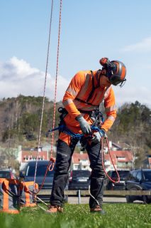 A person in work gear preparing for tree climbing with ropes and harness near a large tree.