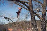 A person climbing a tree using ropes and harness in a rural setting.
