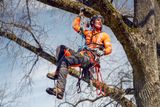 A person wearing work gear climbing a tree using ropes and harness.