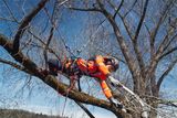 An arborist in work gear using a pruning saw while suspended on a tree branch.