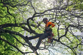 A person wearing work gear climbing a tree with ropes in a park setting.