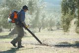 A person using a leaf blower to clear debris in an olive grove.
