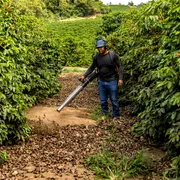 一个人走过一个有郁郁葱葱的绿色咖啡植物的咖啡种植园。