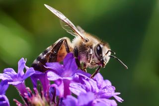 Gros plan d’une abeille recueillant le nectar d’une fleur violette.