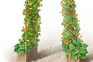 A garden archway adorned with climbing plants and orange flowers in wooden planters.
