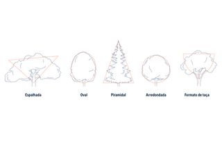 Ilustração mostrando diferentes formas de árvores: espalhada, oval, piramidal, arredondada e formato de taça.