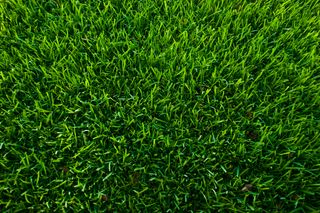 Vue rapprochée de l’herbe verte luxuriante.