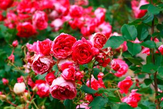 Une grappe de roses rouges et roses vibrantes en pleine floraison entourées de feuilles vertes luxuriantes.