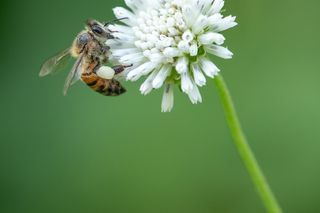 Un'ape che raccoglie il nettare da un fiore bianco in un giardino.