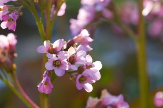 Nærbillede af lyserøde blomster i haveomgivelser.