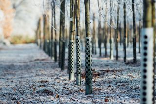 Reihen von jungen Bäumen mit Schutzgittern in einem frostigen Obstgarten.