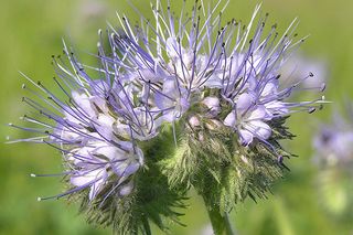 Nærbillede af en lilla blomstrende plante i en haveindstilling.
