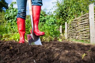 En person som står i en hage med en spade, forbereder jord for planting.