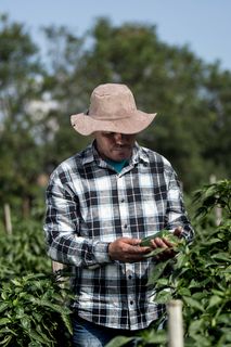 一个人在田间检查植物,手里拿着植物。