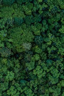 Vista aérea do dossel da floresta densa.