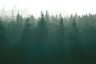 A dense forest with tall pine trees shrouded in mist.