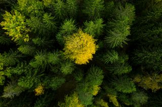 一本の木が紅葉を彩る鬱蒼とした森の上面図。