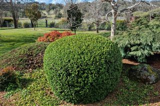 A well-maintained garden with a neatly trimmed round hedge surrounded by various plants and trees.