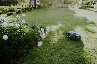Robotizēts zāles pļāvējs, kas darbojas dārzā netālu no ziedošiem baltiem ziediem.