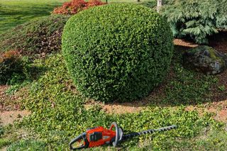 A hedge trimmer placed on the grass in front of a neatly trimmed bush in a garden.