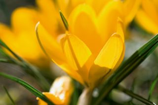 Nærbillede af en levende gul krokusblomst i blomst.