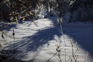 Ogród pokryty śniegiem