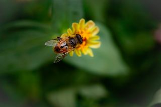 Ett bi som pollinerar en gul blomma i en trädgård.