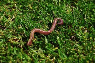 Zbliżenie dżdżownicy pełzającej po zielonej trawie.