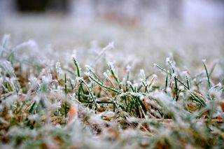 Nærbillede af frostgræsstrå i naturlige omgivelser.