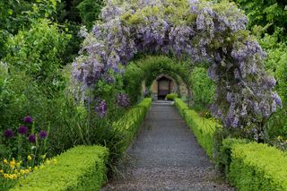 Un sentiero fiancheggiato da siepi e fiori, che conduce attraverso un arco ricoperto di glicine in fiore.