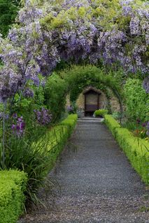 Un sentiero fiancheggiato da siepi e fiori, che conduce attraverso un arco ricoperto di glicine in fiore.