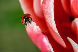 Zbliżenie biedronki siedzącej na brzegu różowego płatka kwiatu.