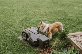 Robots zāles pļāvējs, kas darbojas dārzā ar suni tuvumā.