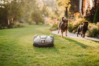 Robotizēts zāles pļāvējs, kas darbojas dārzā ar diviem suņiem, kas darbojas tuvumā.