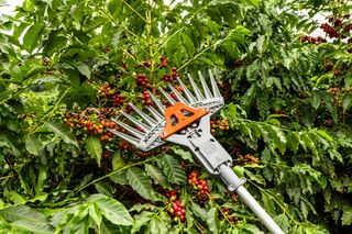 Uma ferramenta de jardim com um cabo longo está a ser usada para colher bagas maduras de um arbusto.