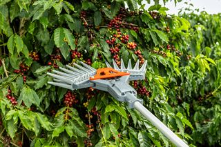 Num jardim, corta sebes Gardena a cortar ramos com frutos vermelhos.