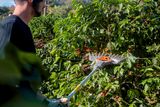Uma pessoa usando uma ferramenta para colher bagas de um arbusto em um ambiente de jardim.