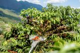 Uma ferramenta mecânica de colheita de cerejas de café maduras de uma planta de café em uma paisagem montanhosa.