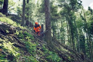 A person using a chainsaw to cut a tree on a forested slope.