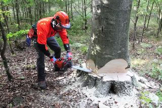 Working with chainsaws - Wood cutting 3 24s 16:9 MASTER