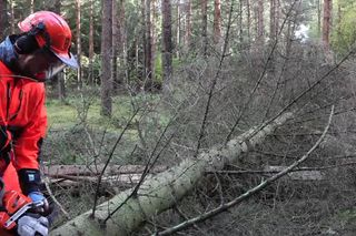 Working with chainsaws - Limbing 35s 16:9 MASTER