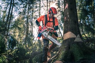 A person using a chainsaw to cut a tree in a forest setting.