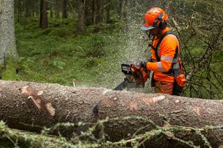 A person using a chainsaw to cut a fallen tree in a forest setting.