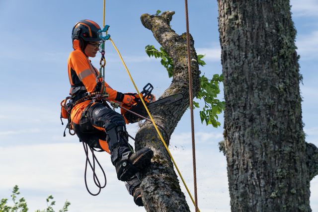Työvarusteissa oleva henkilö, joka leikkaa moottorisahalla puun oksan ilmassa roikkuen.