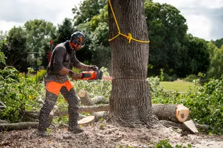 A person using a chainsaw to cut down a tree in a forested area.