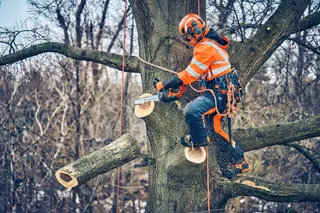 Arborist in work gear using a chainsaw to cut tree branches while secured with ropes.