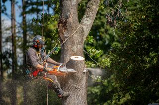 A worker in climbing gear using a chainsaw to cut a large tree branch.