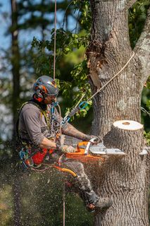 A worker in climbing gear using a chainsaw to cut a large tree branch.