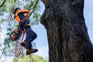 A person in work gear climbing a tree with a chainsaw attached to their harness.