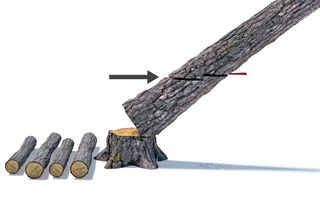 Illustration showing a tree being cut into logs, with an arrow indicating the cutting direction.